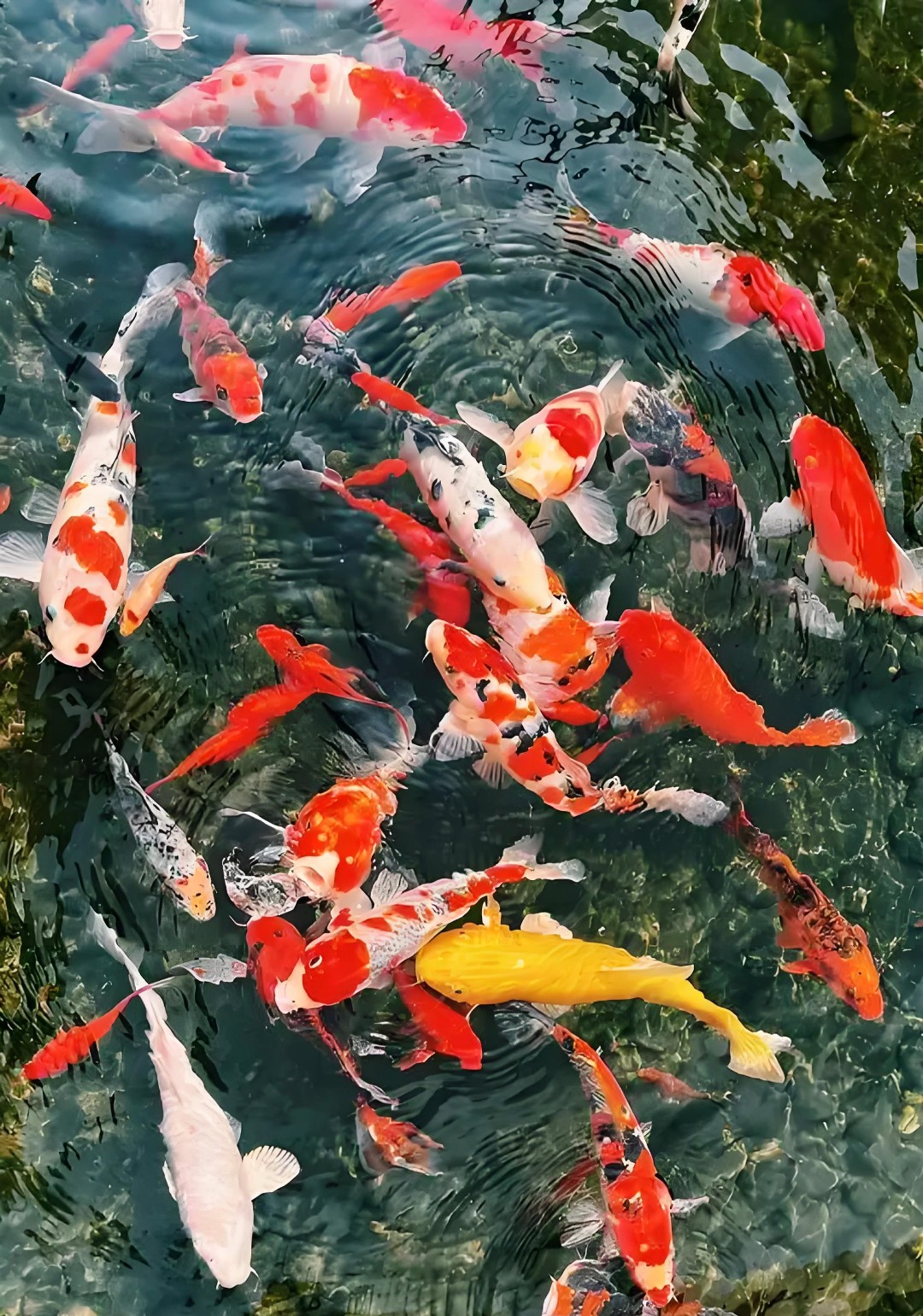 【1】观赏鱼 锦鲤 冷水鱼 淡水鱼