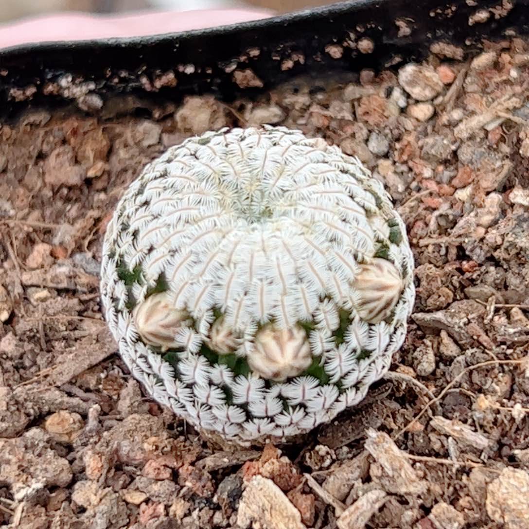 实生 白斜子仙人球