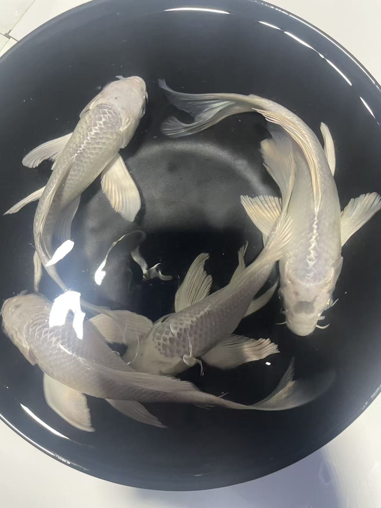 101-200 锦鲤、蝴蝶鲤、德系龙 玛雅无鳞鱼。