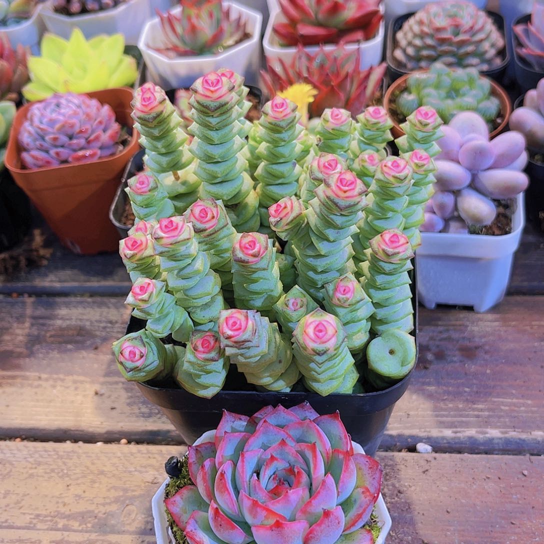 大钱串锦➕侧影带盆土福利套餐