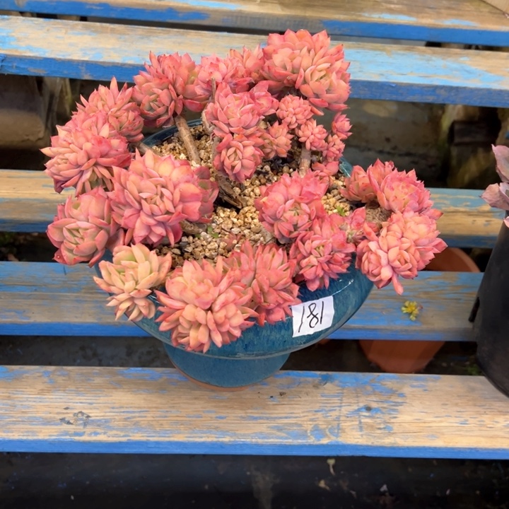 精控绮罗带盆不包物流