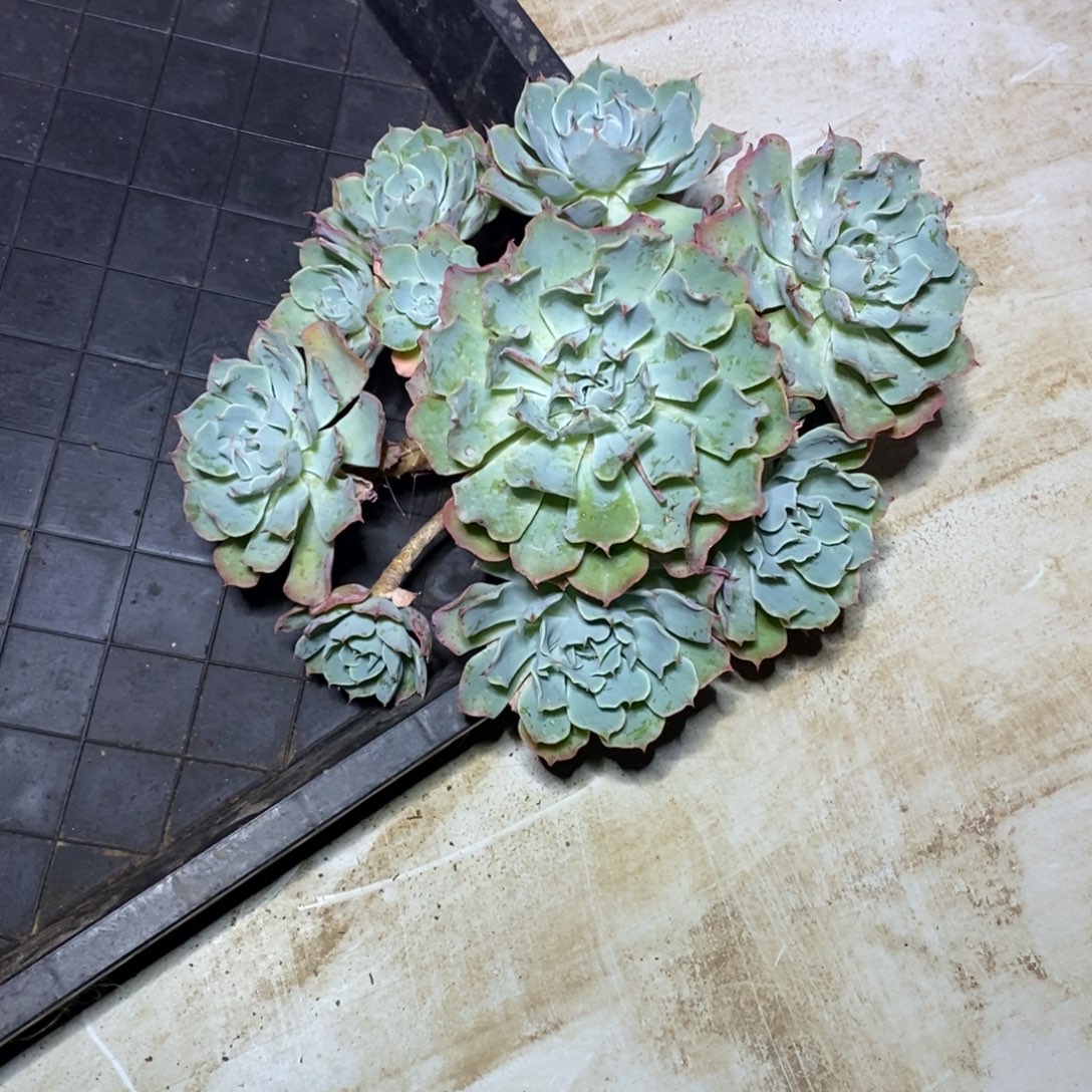 啊军喵多肉海啸手捧