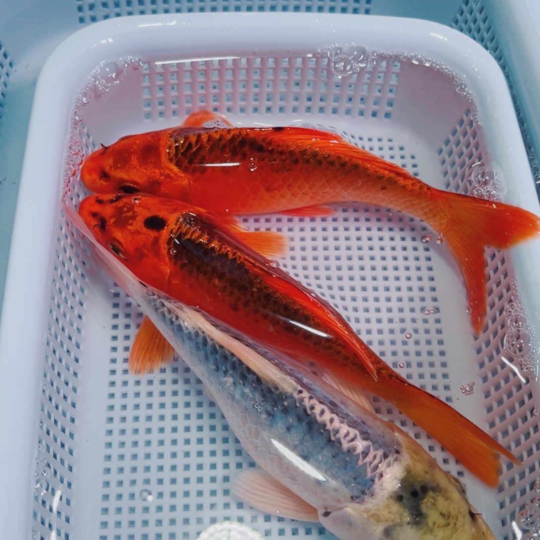 锦鲤锦鲤冷水鱼观赏134