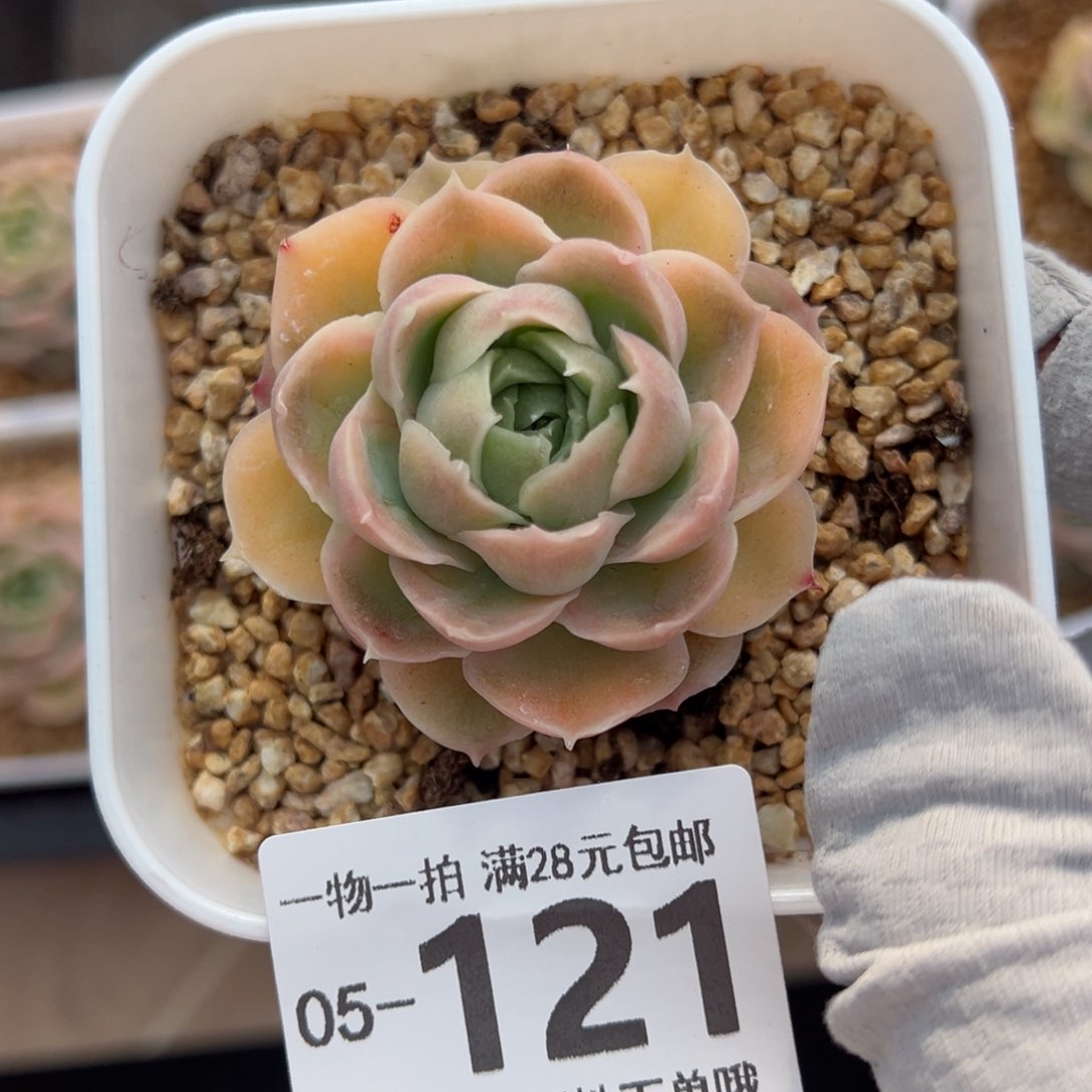 小**乖水晶虾饺多肉多肉多肉