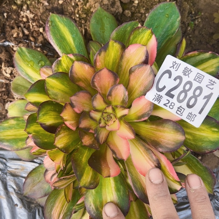 2881多肉植物流星雨法师