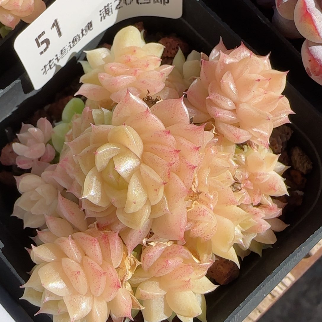 花语逸境0125-51麦秆