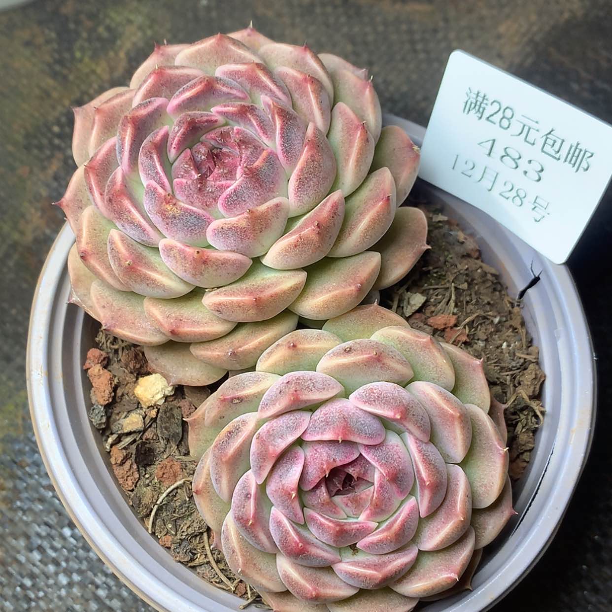 【闪购商品】云483号