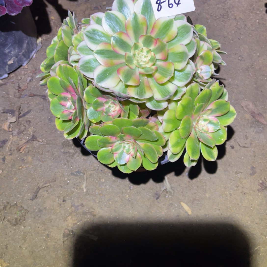 12-8-64荔枝法师锦