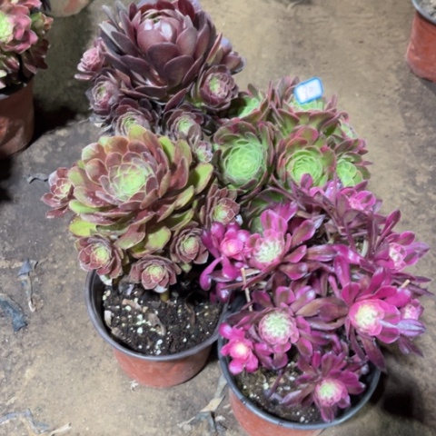 080多肉植物组合