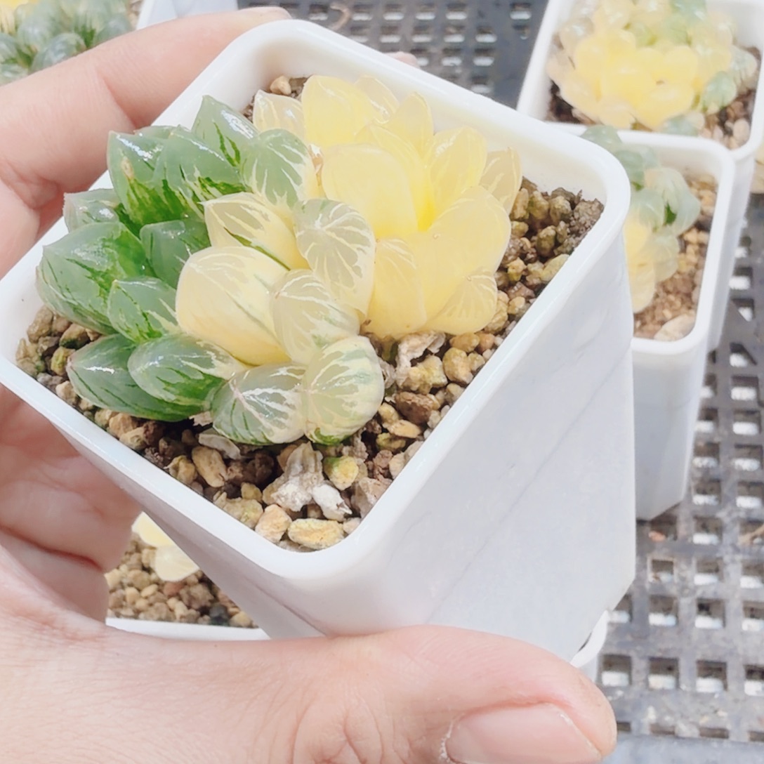 浦***璞无花朵十二卷实生冰灯锦