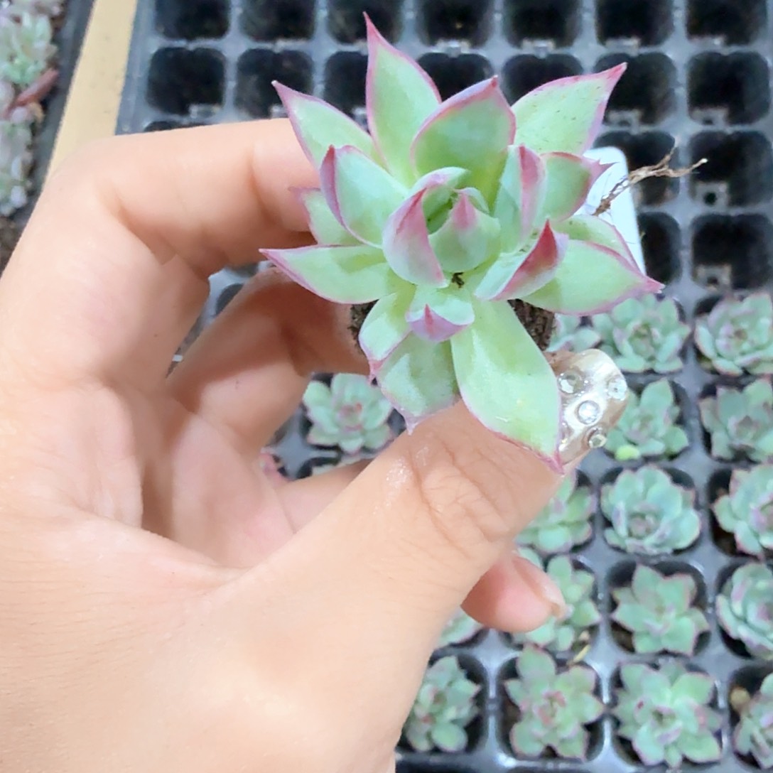 惊鸿仙子3颗一组