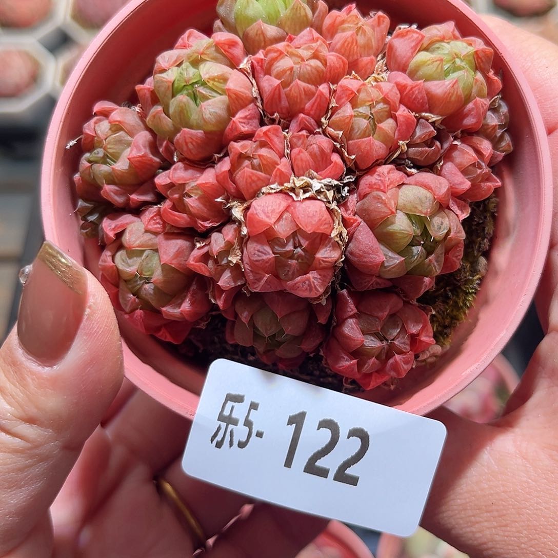 乐5-122 草玉露群