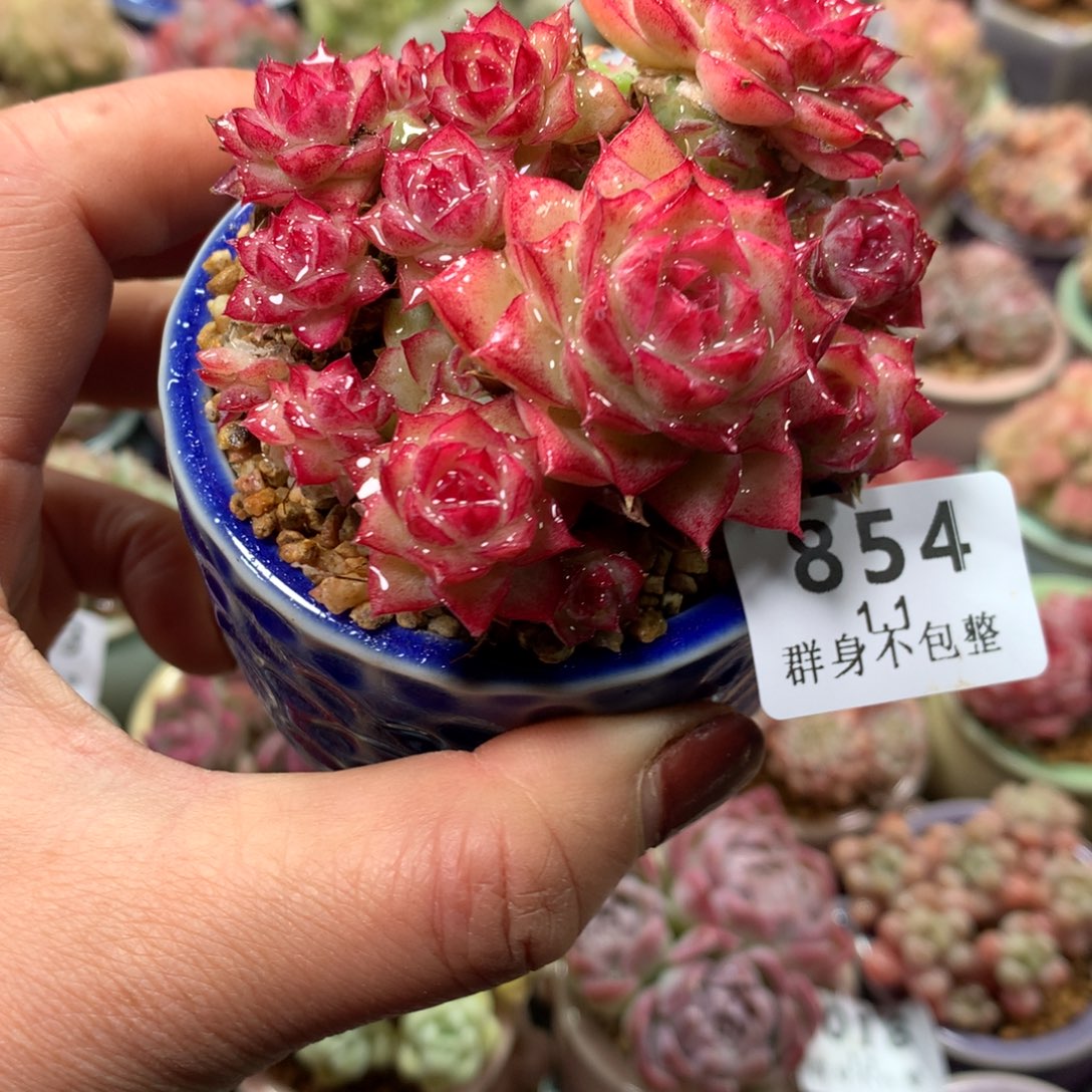 精控拇指盆1.1854