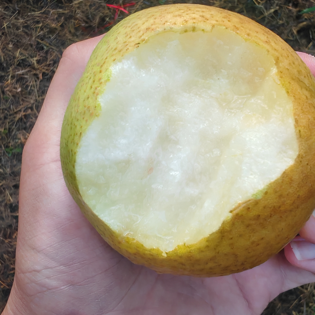 山东翡脆蜜梨带箱7斤