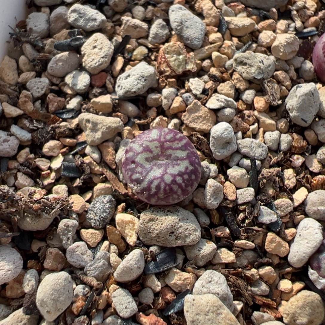 雒*新头x1多肉植物