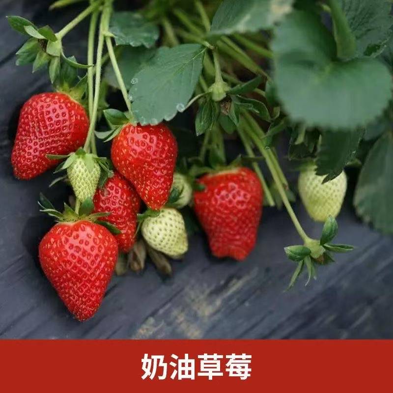 土球发货四季苗盆栽绿植可观赏食用奶油红颜品种