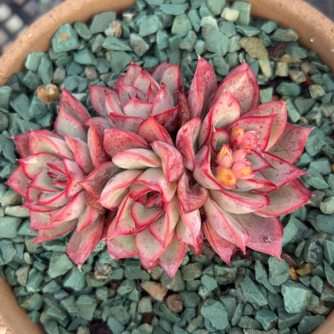 月光女神精控多肉一物一拍