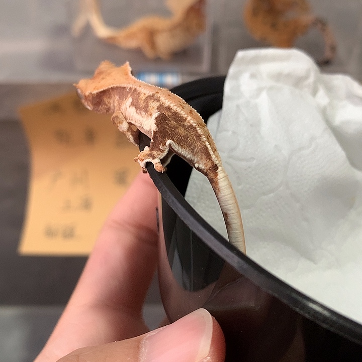 睫角守宫睫角守宫