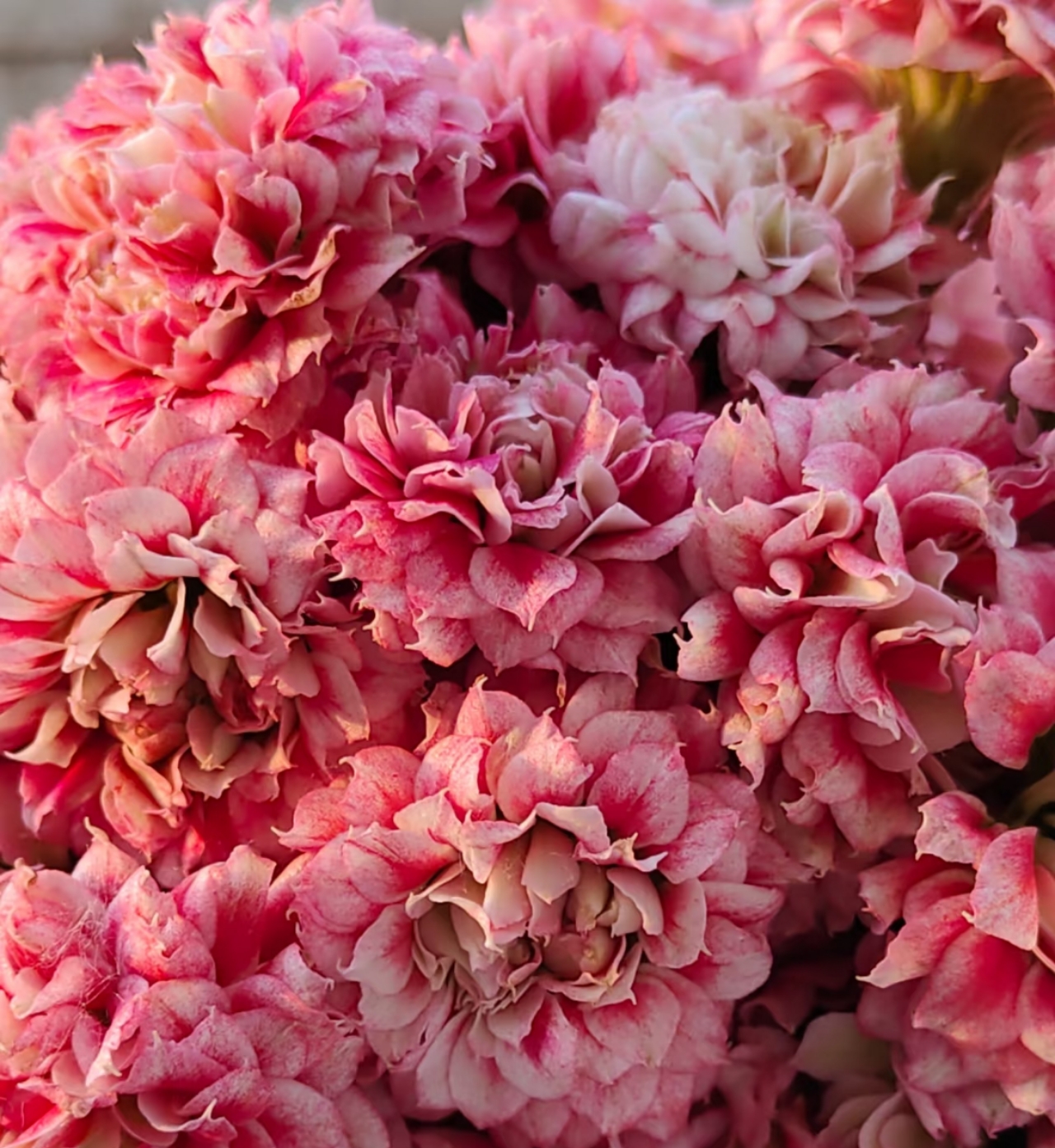 沉鱼落雁，100原盆原土