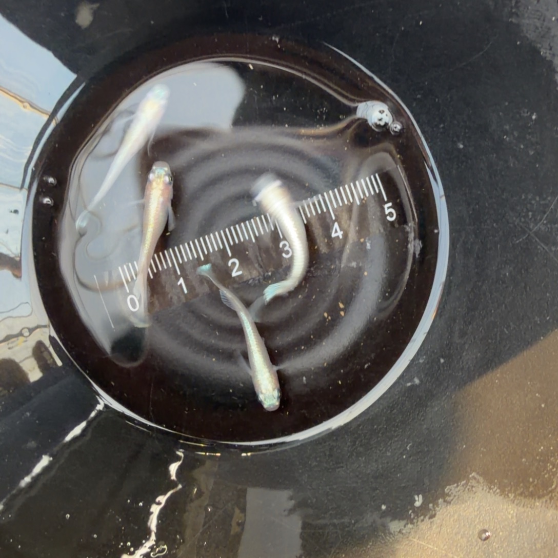 青鳉鱼观背青鳉59