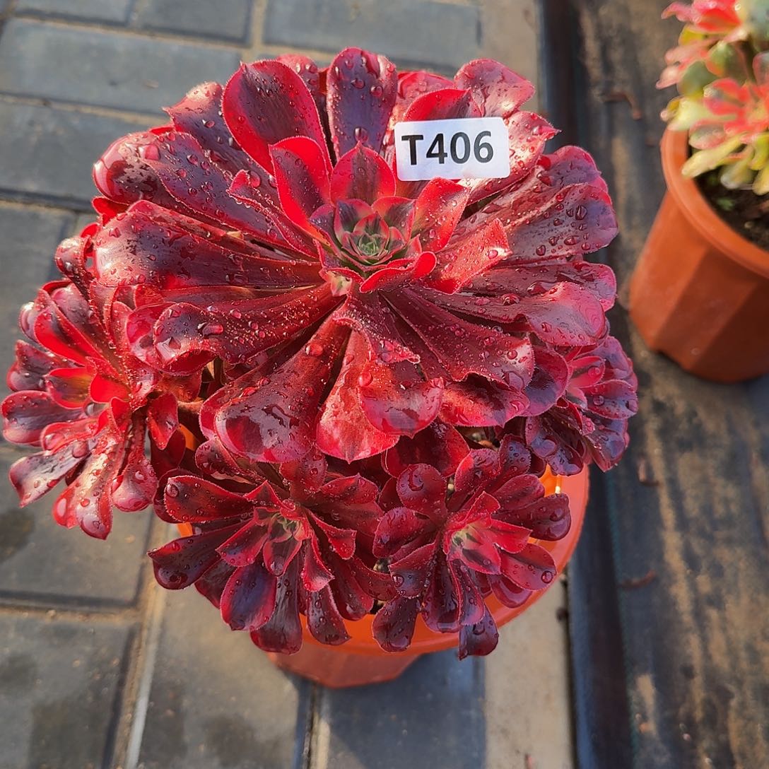 全部花朵406美杜莎444冠服24左右