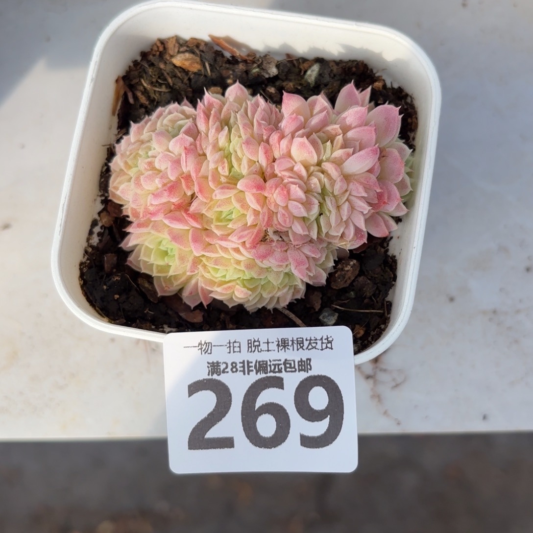 羊脂球缀化无盆土发货