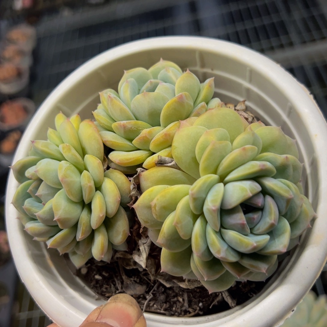 冰魄三头起一盆老桩