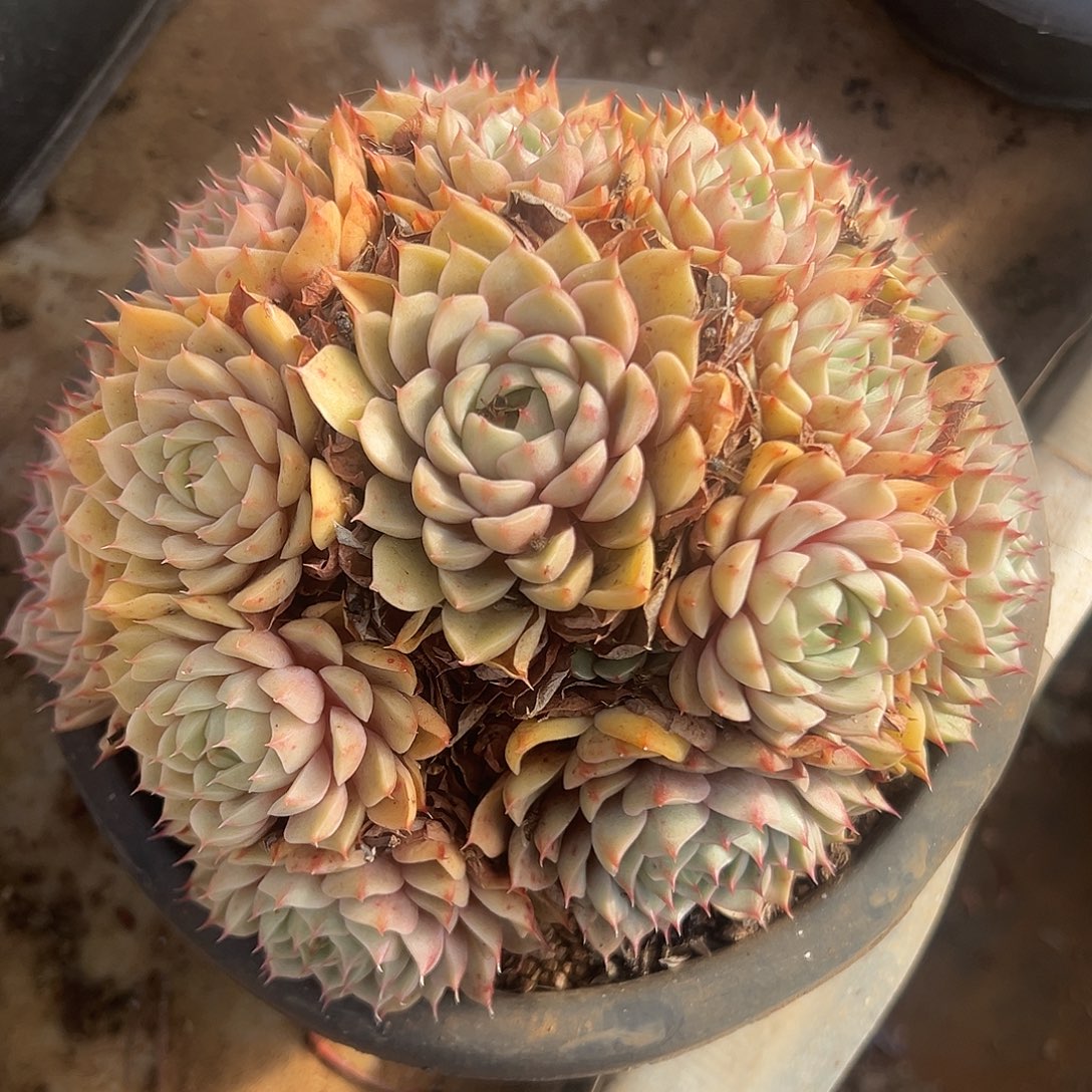 苯巴蒂斯一物一拍