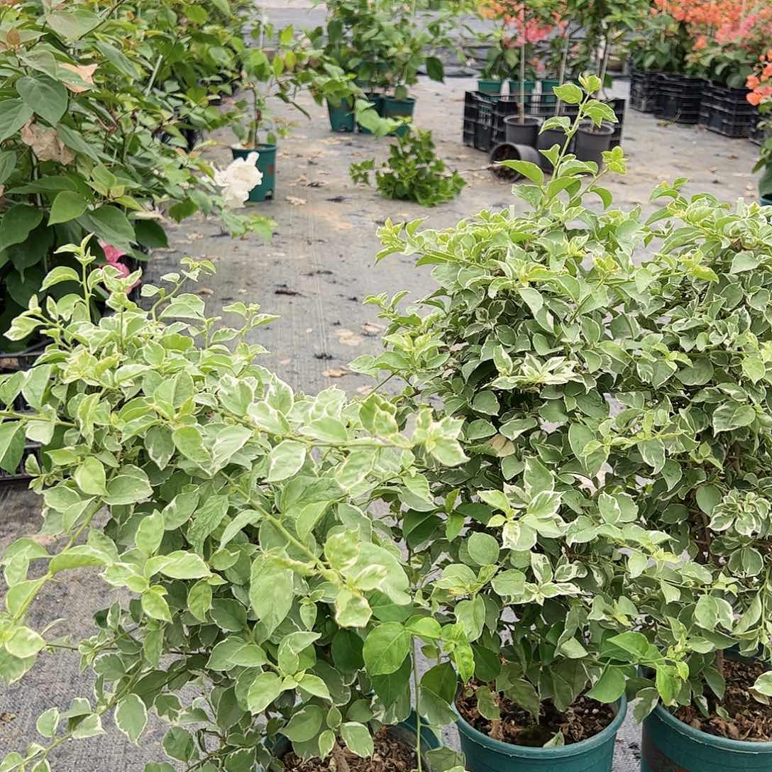 当前无花栽培后可以开花少女心一颗