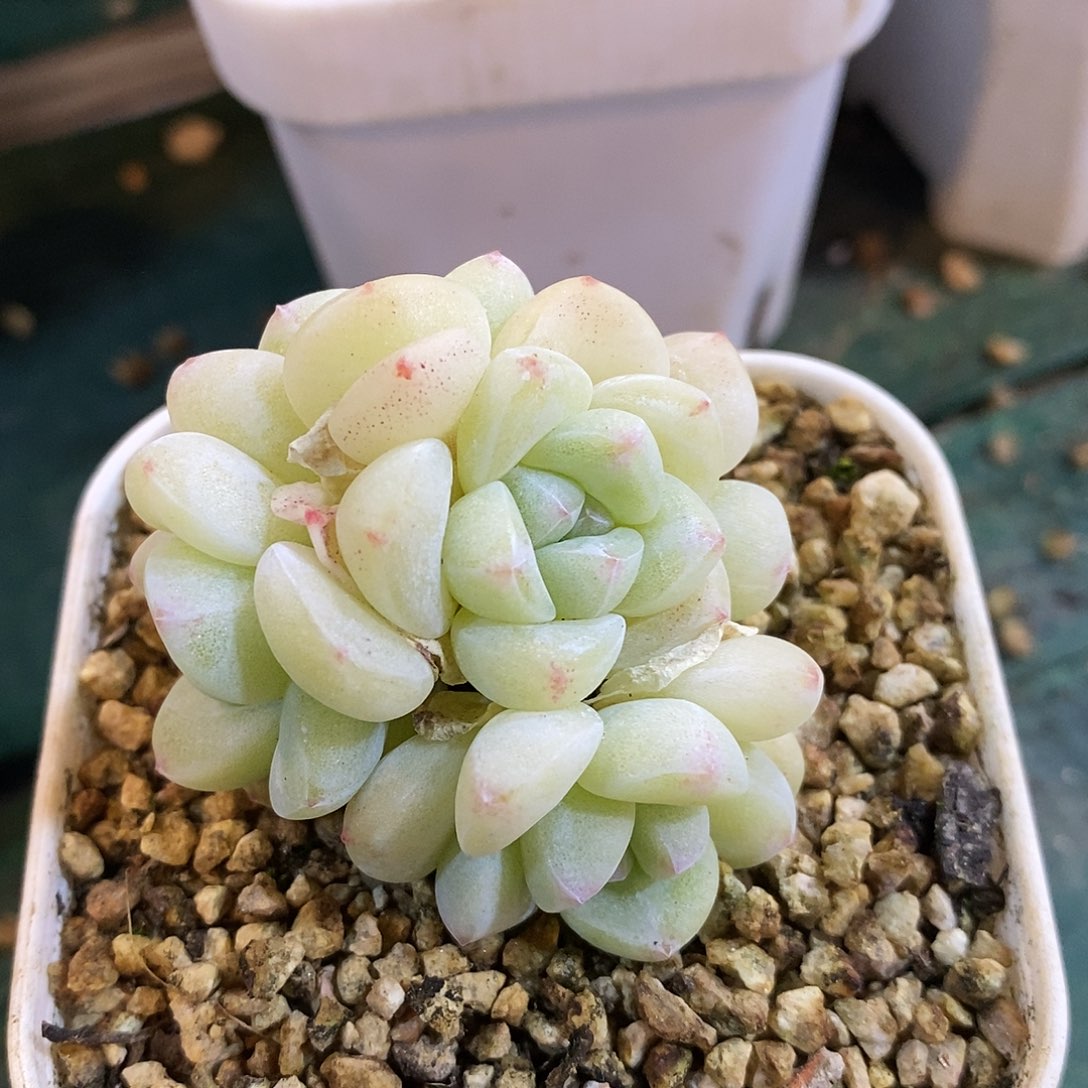 自然群纯白底冰玉，12346767697