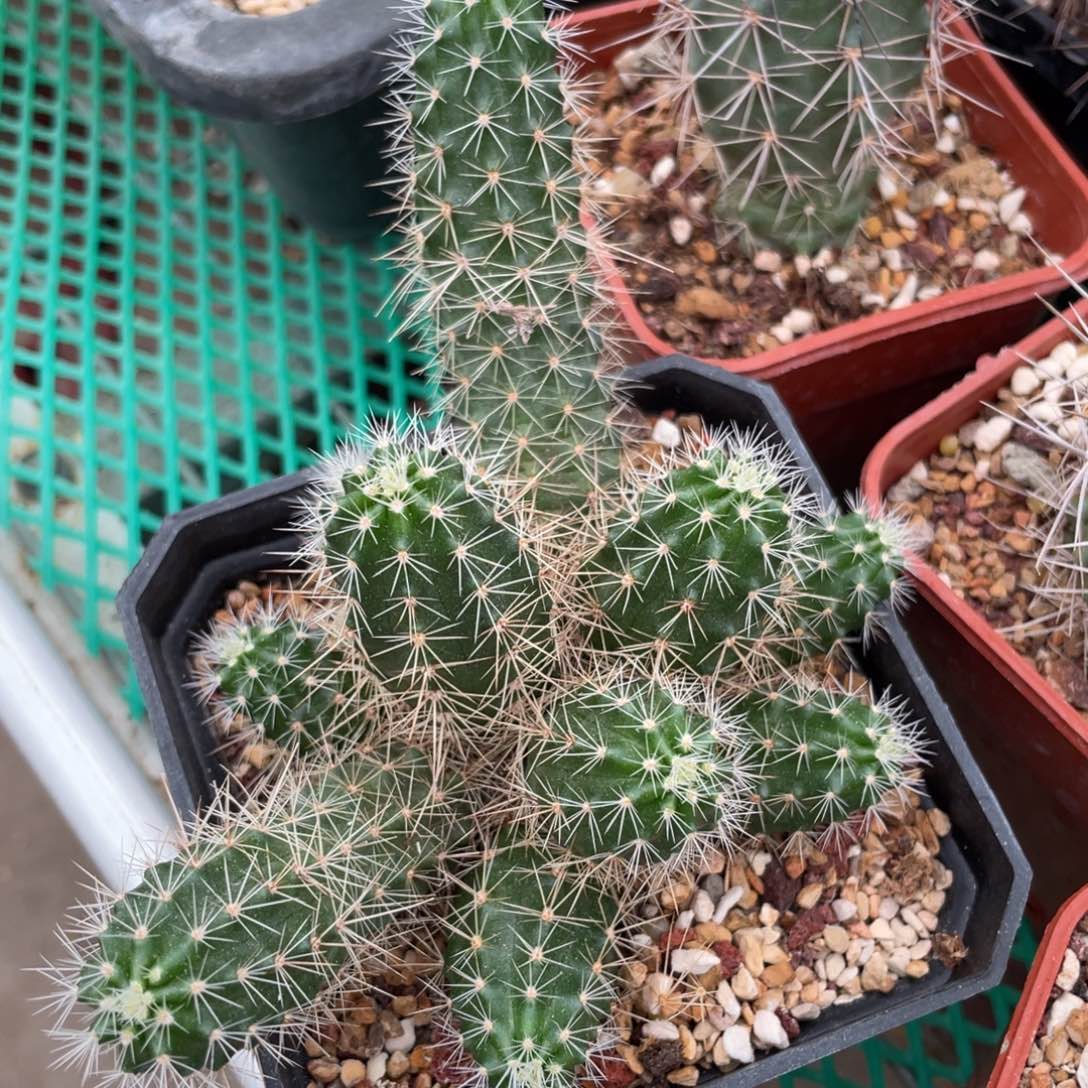鹿角柱实生仙人球橙色草木角
