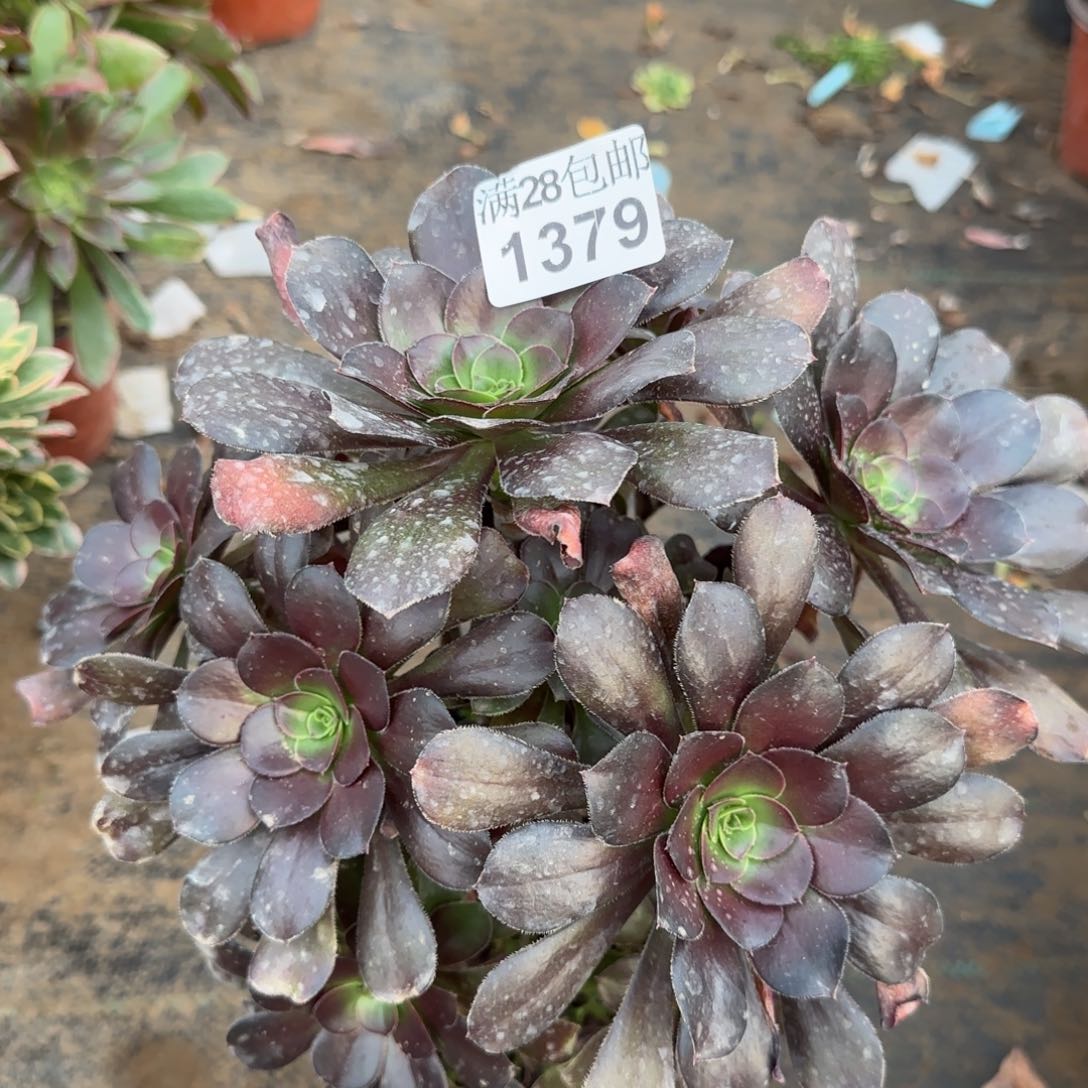 炫彩圆叶多肉1379满28包邮断枝不包