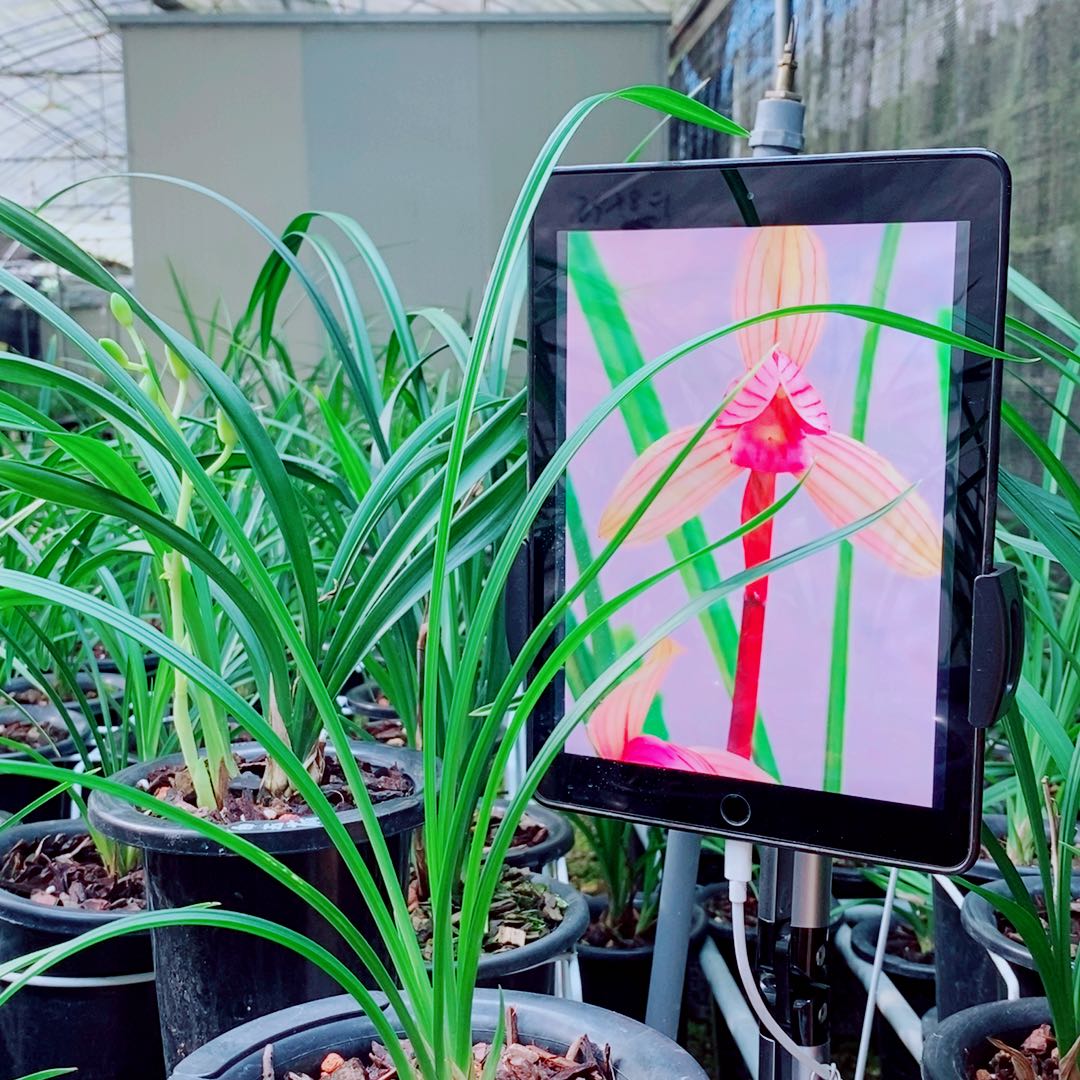 当前无花栽培后可以开花