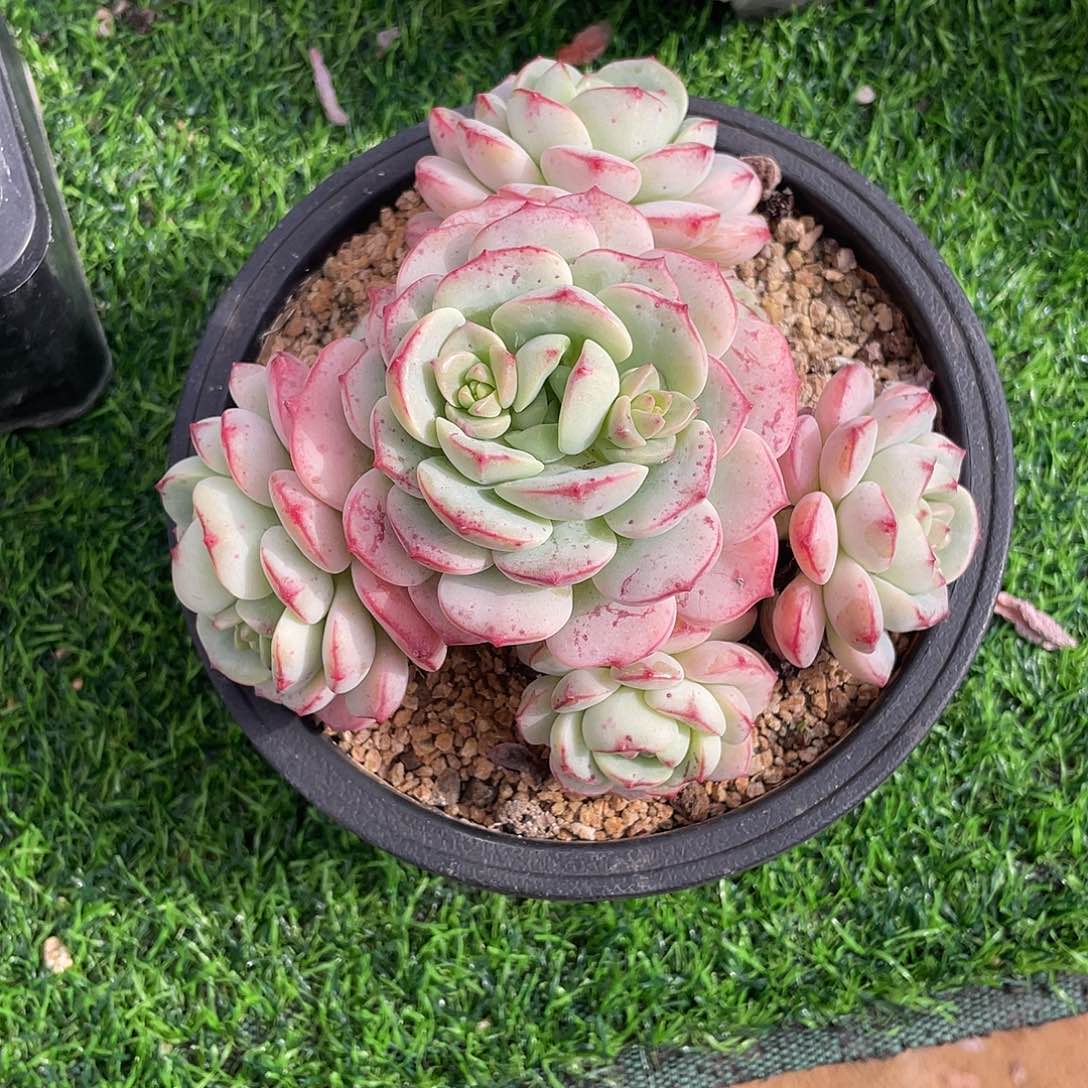 香草群生多肉植物一物一拍多肉