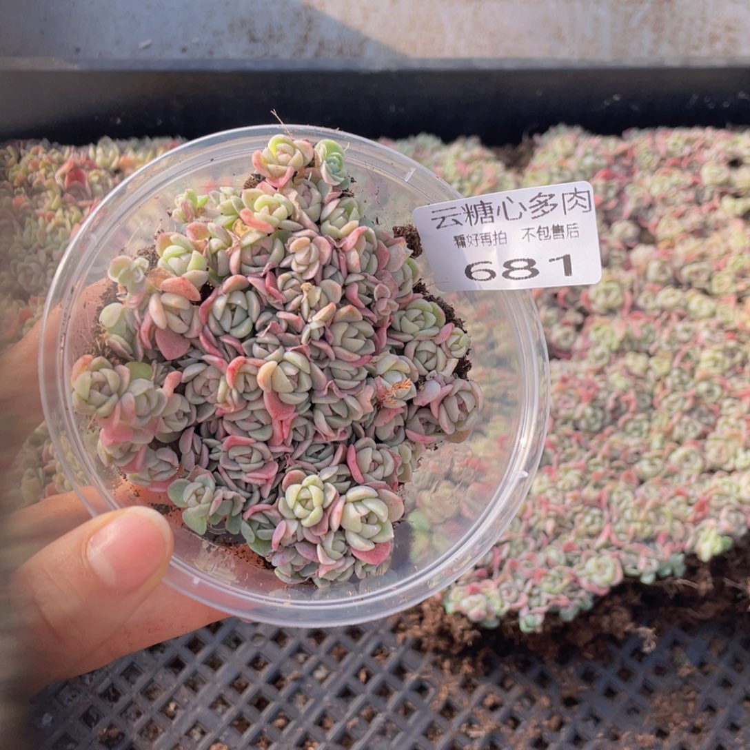云糖心多肉植物681