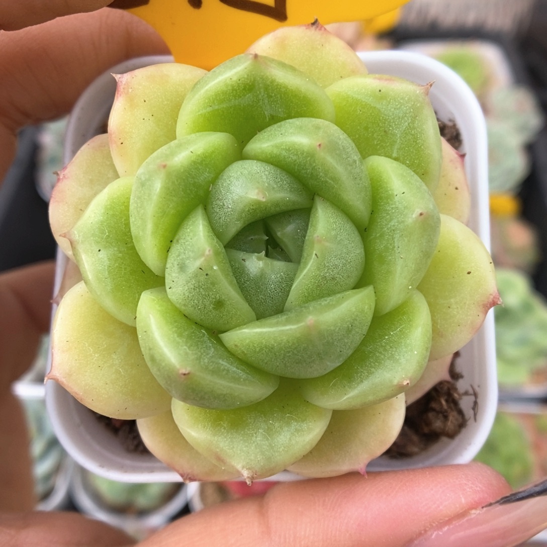 秃子脸麦秆815号。