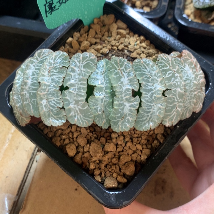 虞姬玉扇一物一拍