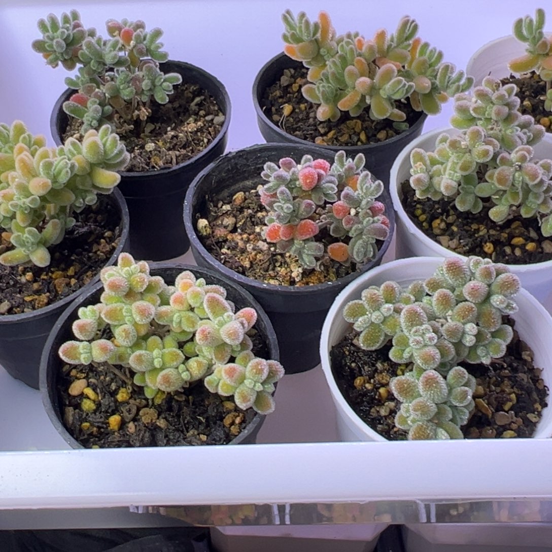 清***屋多肉植物枝干冰晶