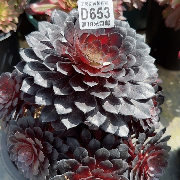 多肉法师黑铜中斑