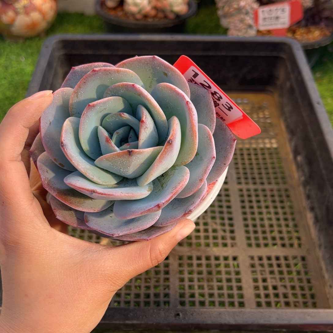 表妹精品多肉1283.