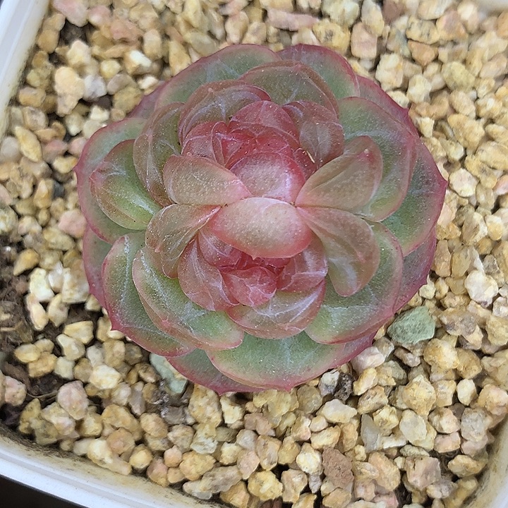 双头甘棠111111111