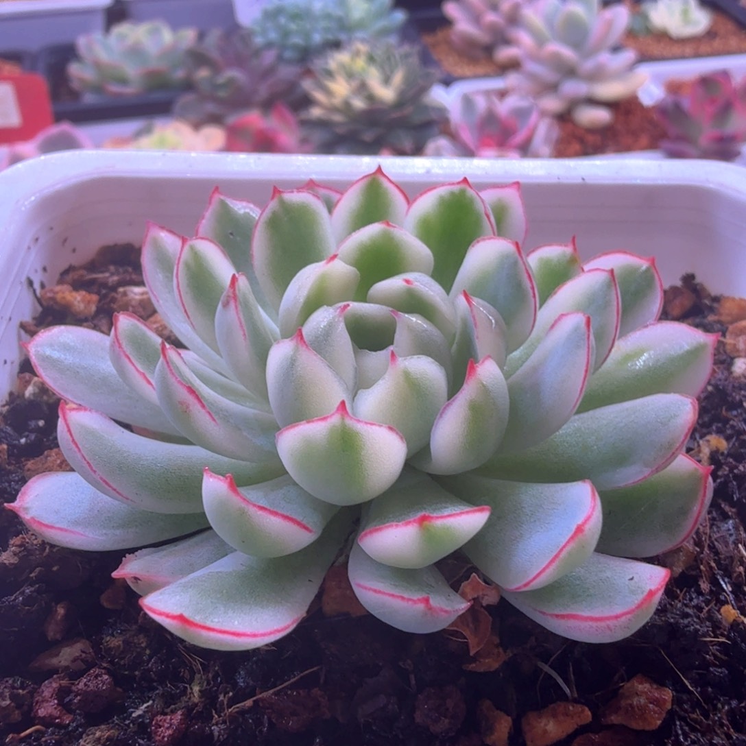 梦幻玫瑰白锦 多肉