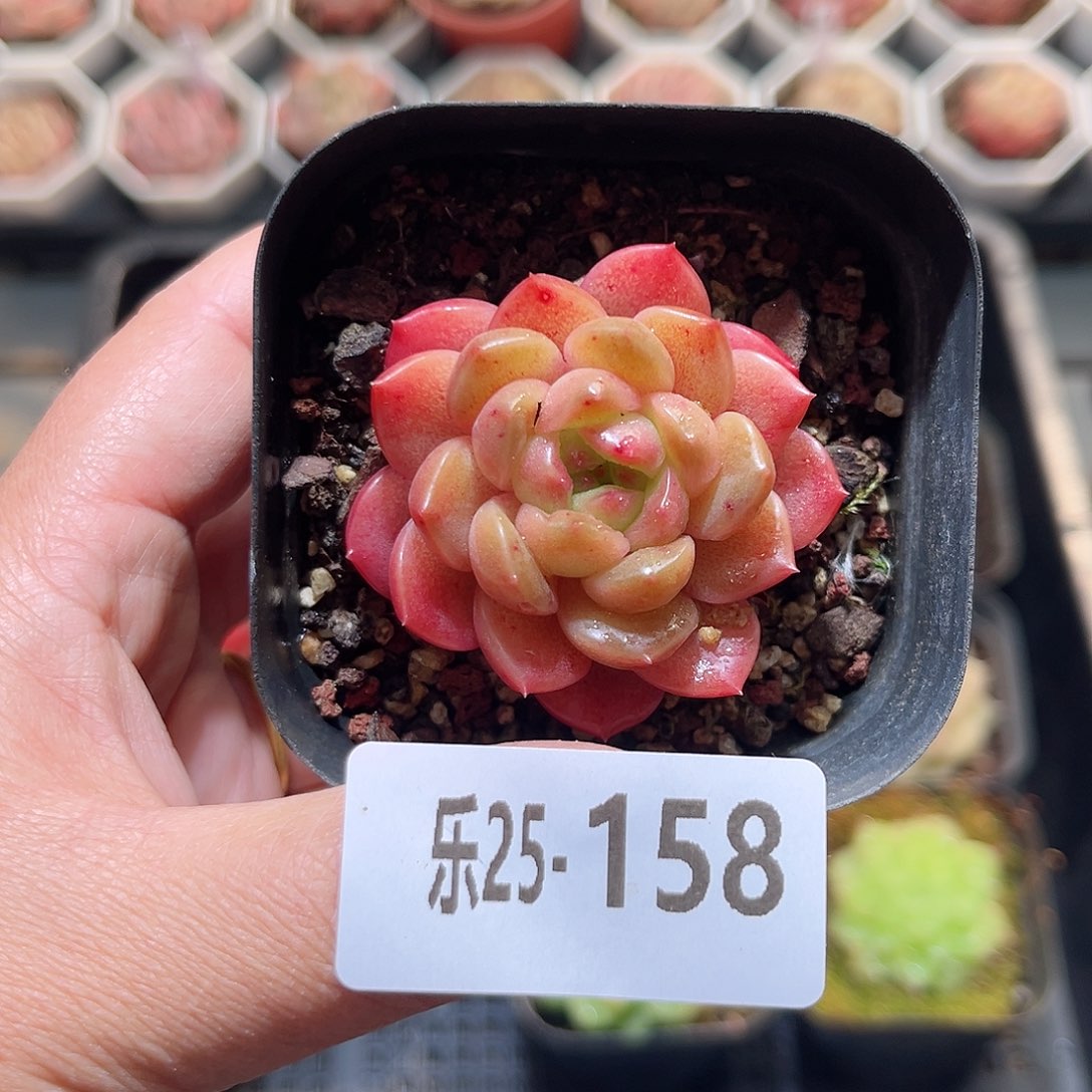 乐25-158 灵翠单头