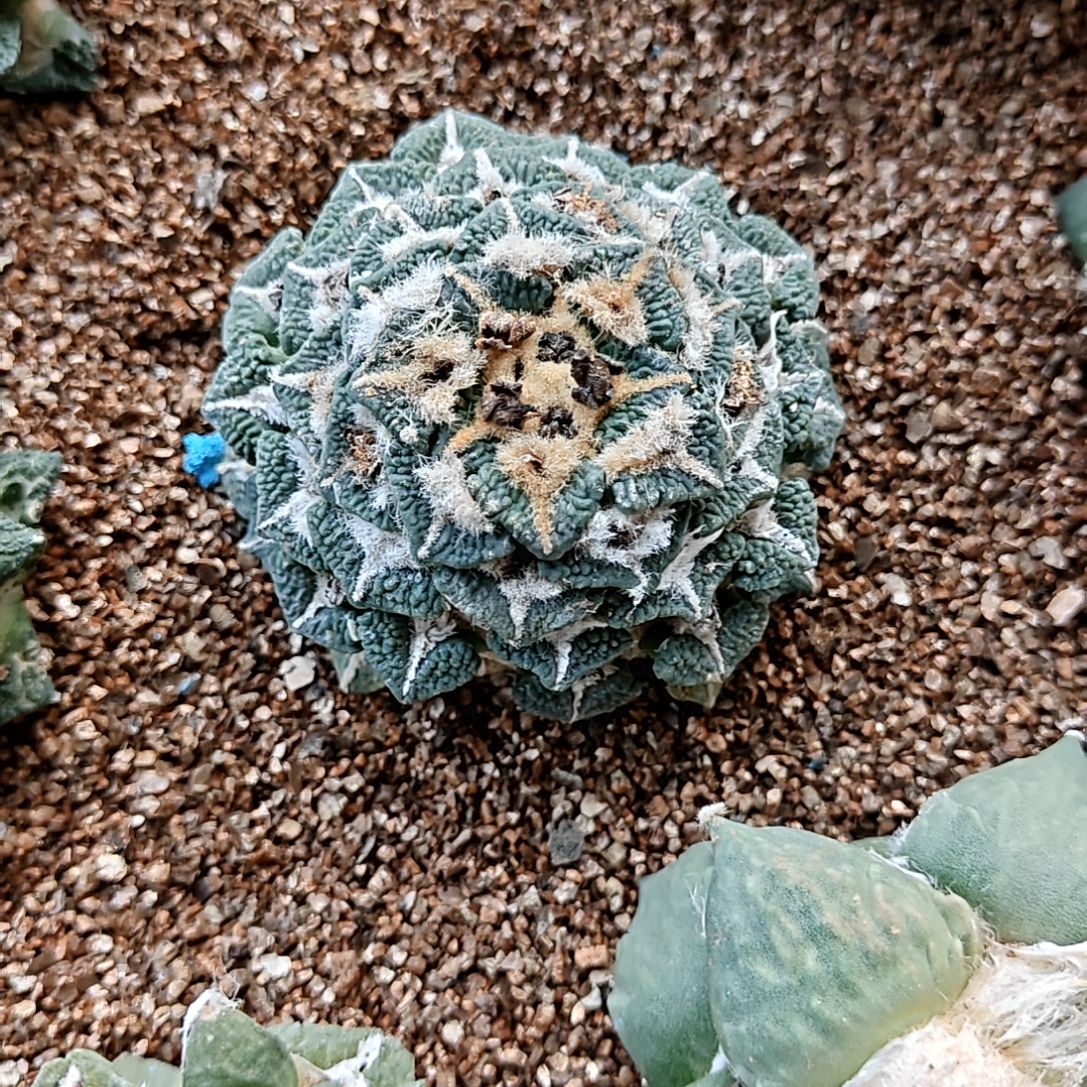 苗接待发根大油黑牡丹