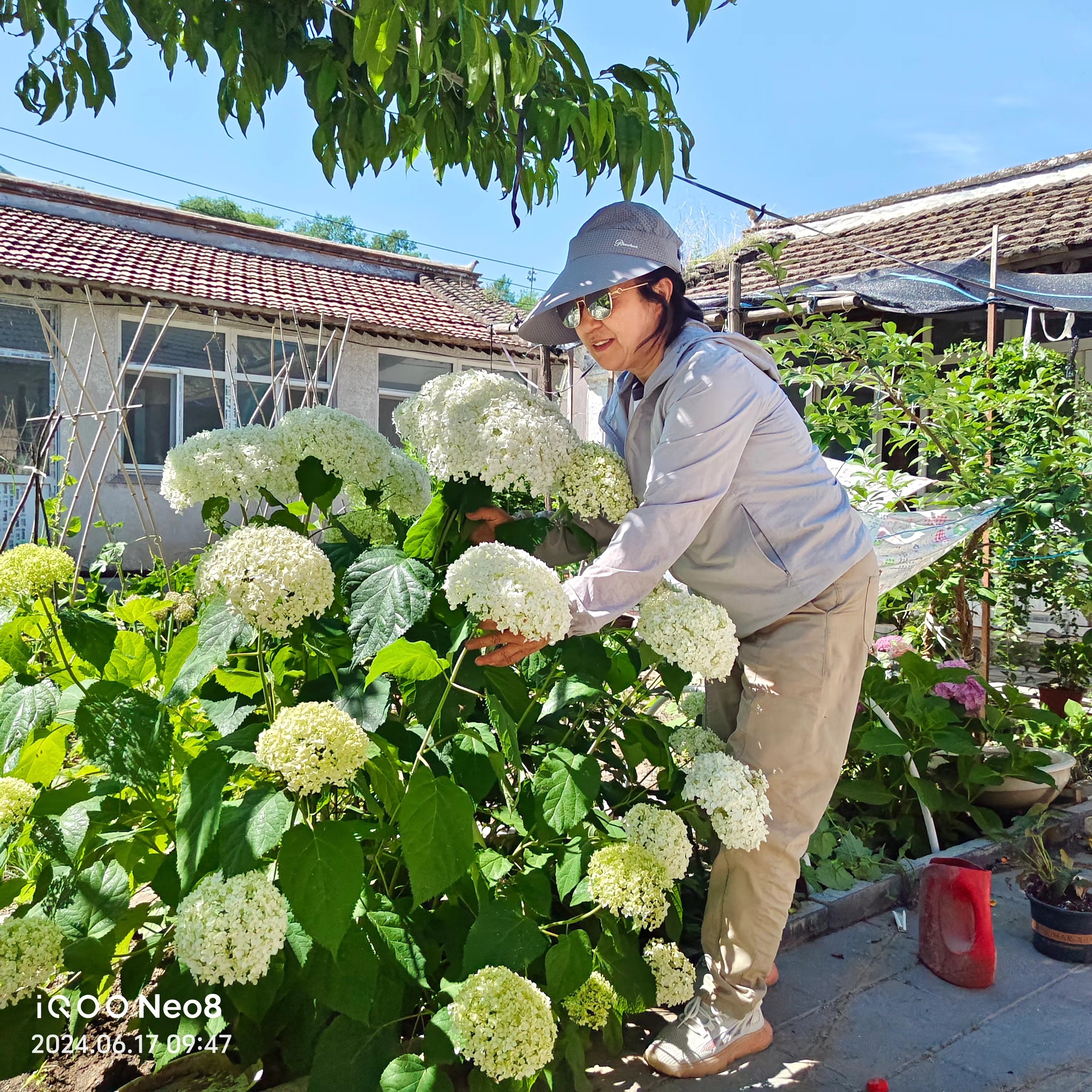 耐寒耐热耐晒大花贝拉安娜木本绣球花树花苗庭院盆栽阳台地载