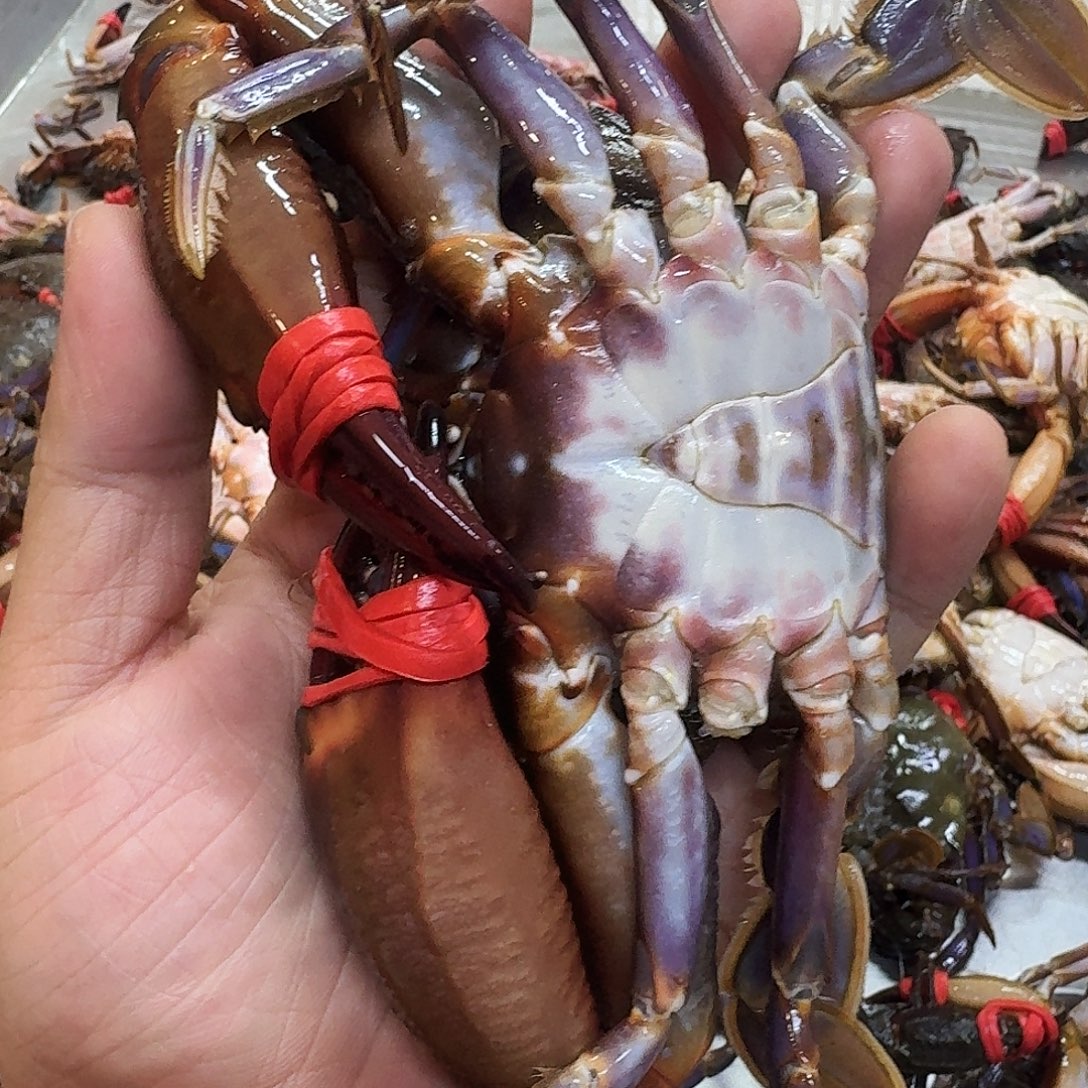 中国大陆2-3只每斤178元3斤