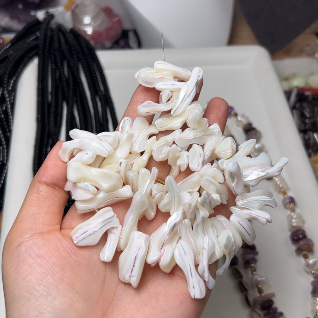 玛瑙/玉髓合金珠宝半成品N606 天然深海马蹄螺长牙一条