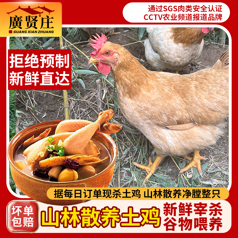 【生态散养土鸡】黄油老母鸡深山散养原粮饲喂新鲜鸡农家纯种土鸡