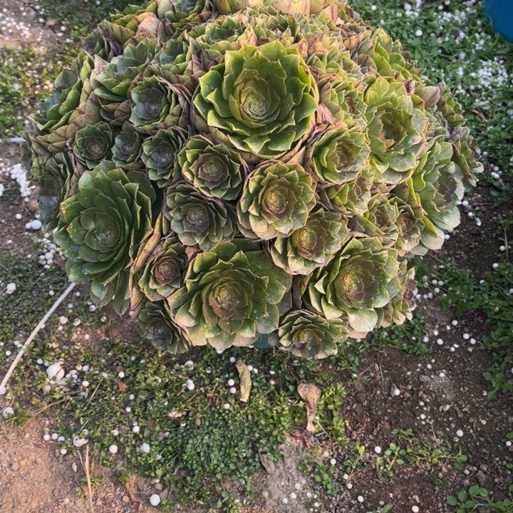 欧若拉多肉植物老庄