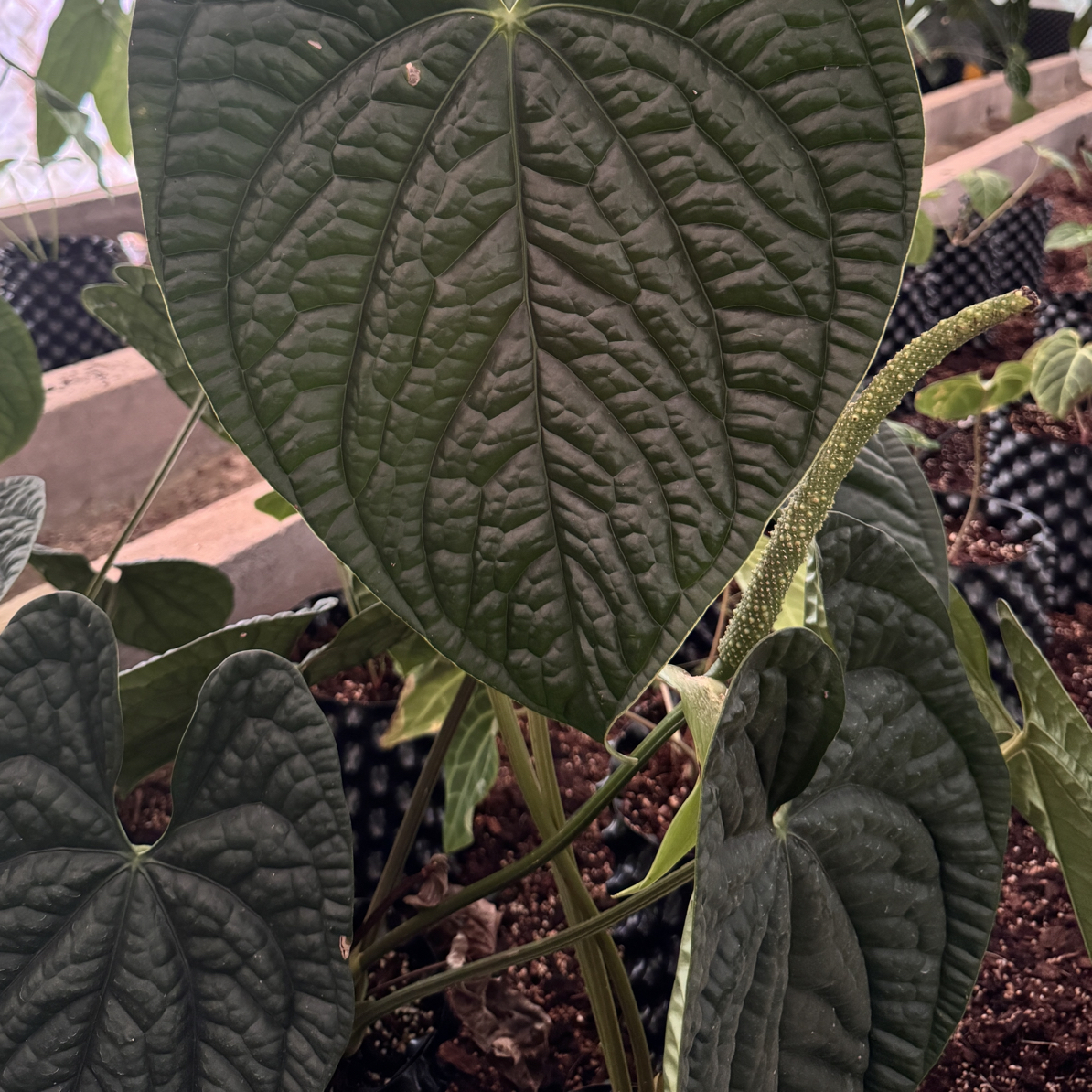 悠活热植 活动链接 （活动植物不售后!）